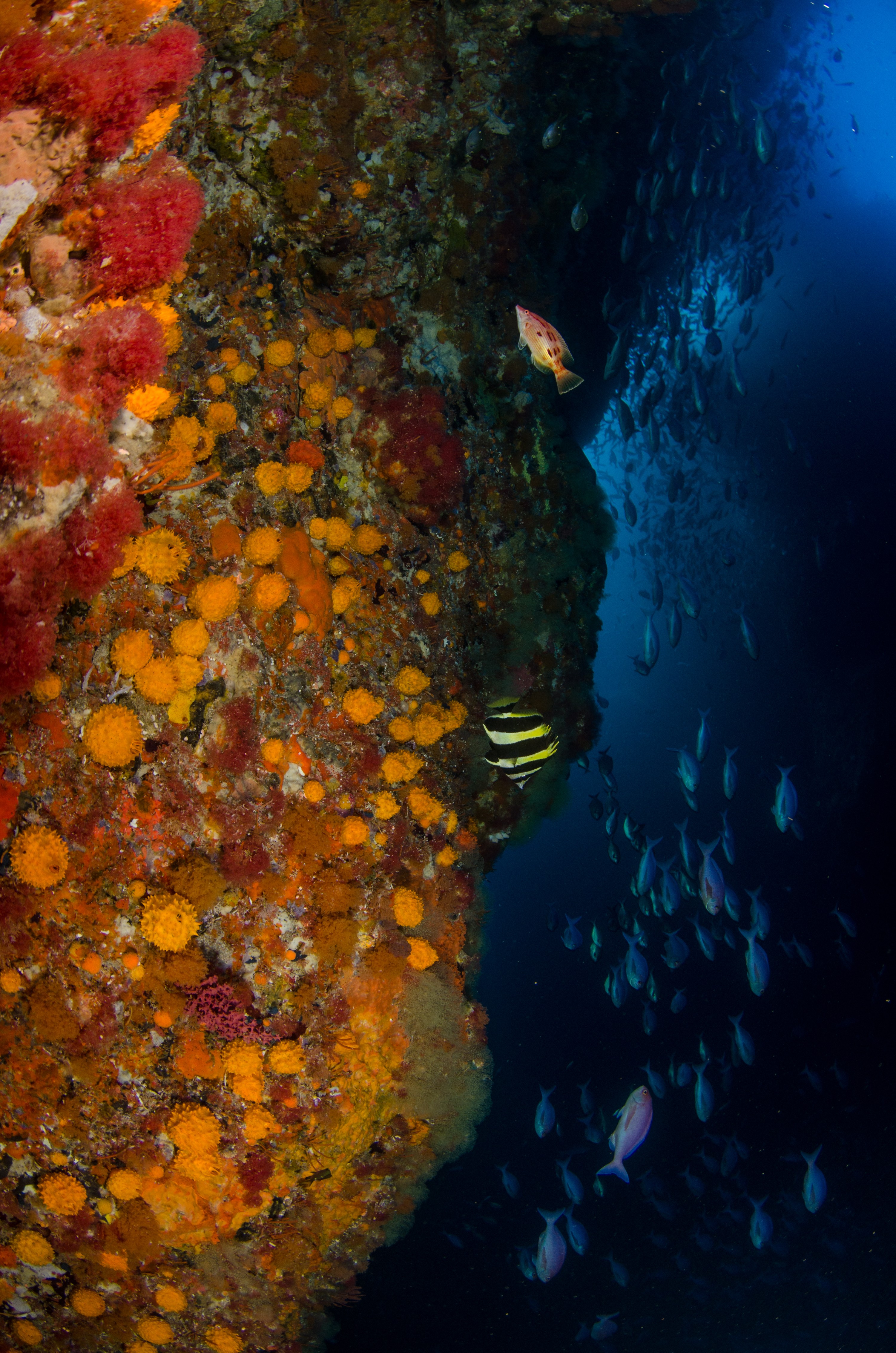 DSC_6267 – crispin, nz, new zealand, new, zealand, poor, knights, marine, reserve, underwater, tethya, golfball, lord, howe